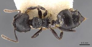 Crematogaster buchneri casent0908624 d 1 high.jpg