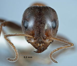 Iridomyrmex anderseni head view