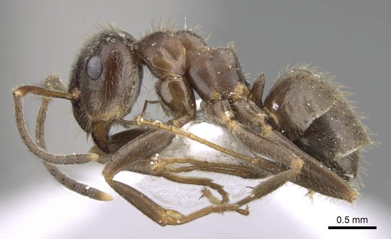 File:Lasius grandis casent0906079 p 1 high.jpg