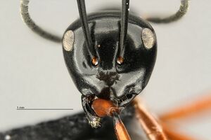 MCZ Polyrhachis Cam sp1 hef3 2.jpg