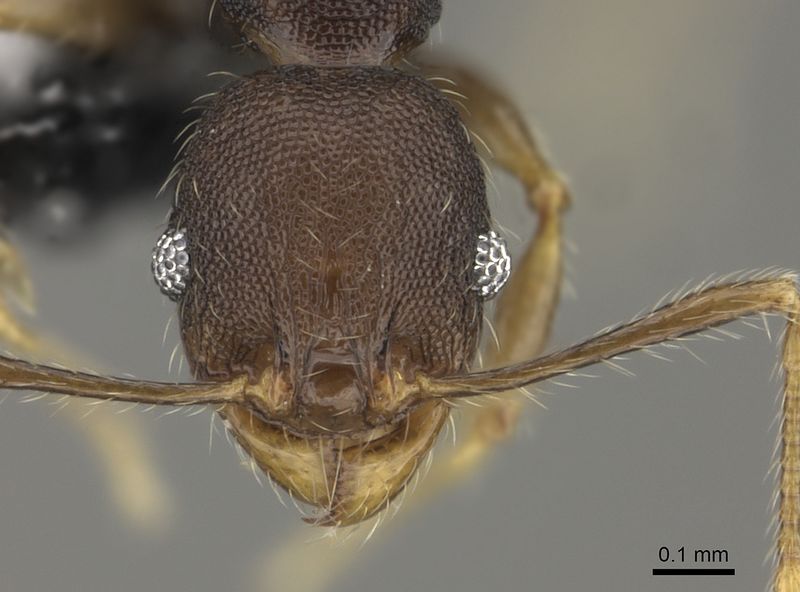 File:Pheidole ululevu casent0184114 h 1 high.jpg