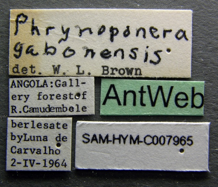 File:Phrynoponera gabonensis sam-hym-c007965 label 1.jpg