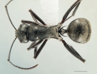 Polyrhachis anderseni top.jpg