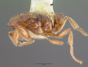 Prionopelta majuscula castype06987 profile 1.jpg