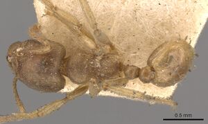 Rhoptromyrmex opacus casent0901030 d 1 high.jpg