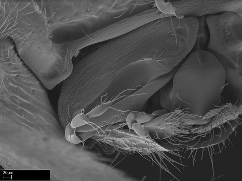 File:Stigmatomma roahady casent0002078 h 2 high.jpg