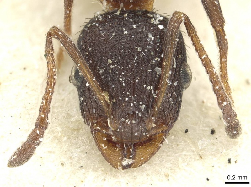 File:Temnothorax anacanthus casent0912892 h 1 high.jpg