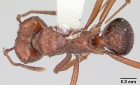 Acromyrmex striatus casent0104326 dorsal 1.jpg