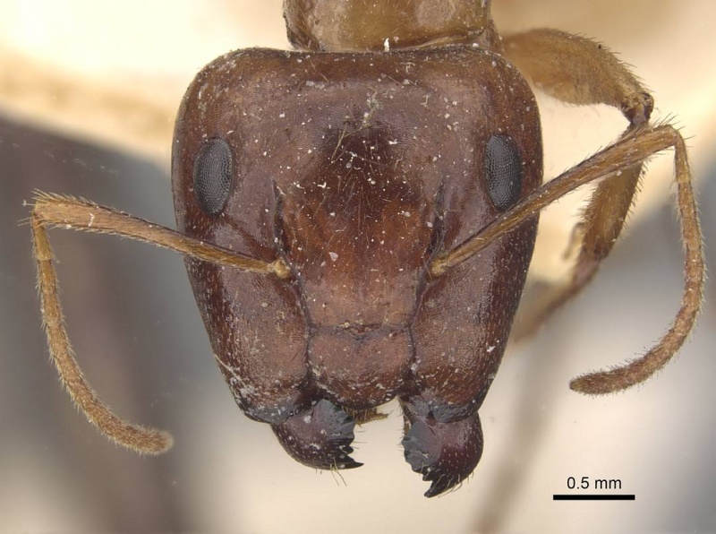 File:Camponotus moeschi casent0910545 h 1 high.jpg