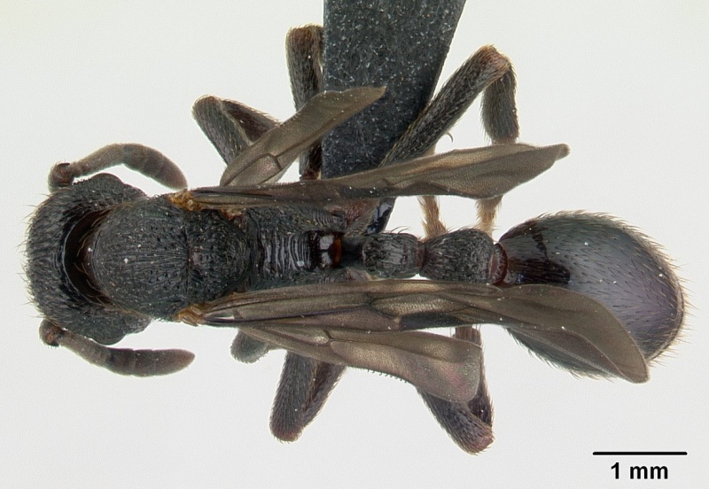 File:Eutetramorium monticellii casent0019386 dorsal 1.jpg