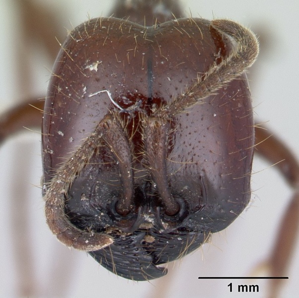 File:Labidus coecus casent0178609 head 1.jpg