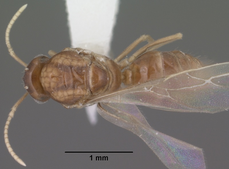 File:Lasius humilis casent0102804 dorsal 1.jpg