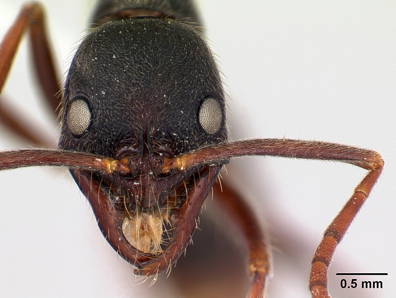 File:Leptogenys oaxaca H.jpg