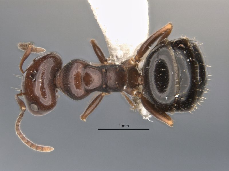 File:Melophorus castanopus major top ANIC32-900176.jpg