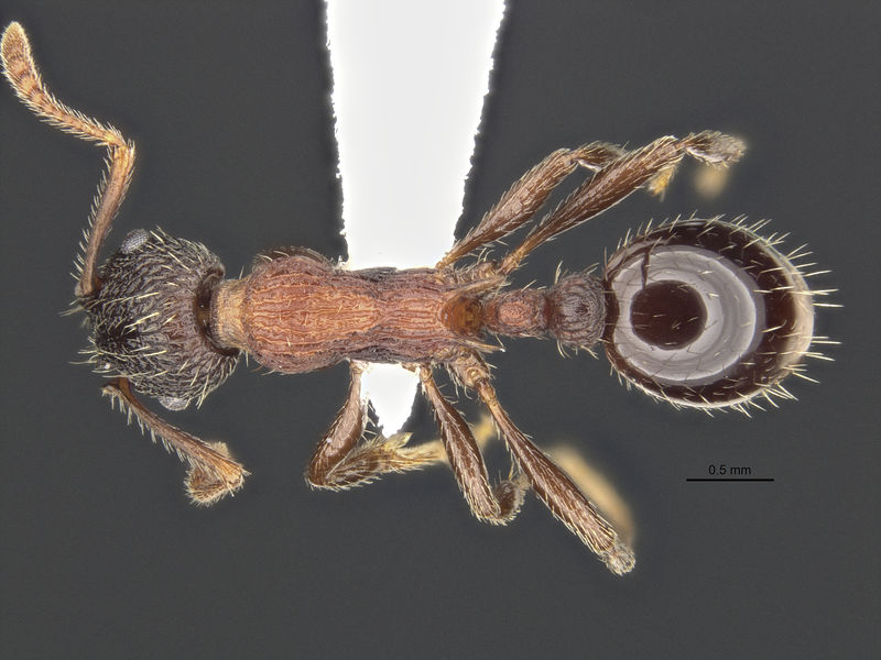 File:Myrmica crassirugis MCZ-ENT577956 top.jpg