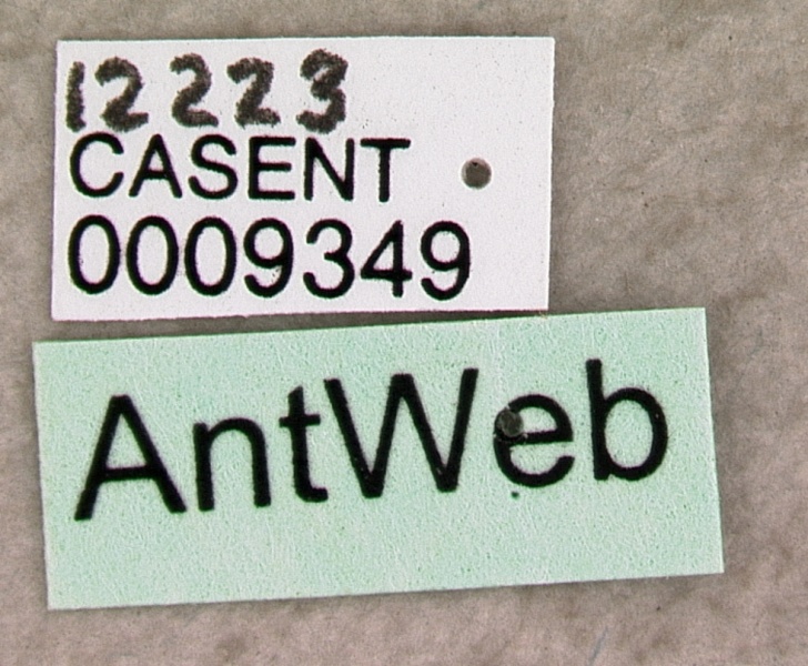 File:Mystrium rogeri casent0009349 label 1.jpg