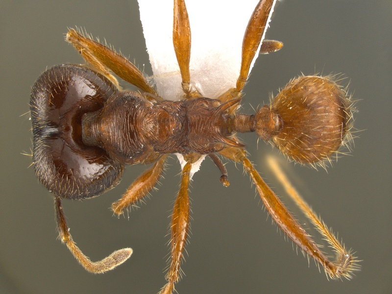 File:Pheidole-iceni-had.jpg