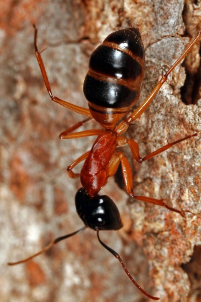 File:Shattuck C30147-2, Camponotus consobrinus enlarged gaster, near Bungendore, NSW.jpg