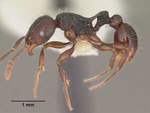 Tetramorium andrei casent0102395 profile 1.jpg