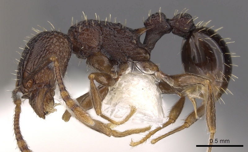 File:Tetramorium ataxium casent0901197 p 1 high.jpg