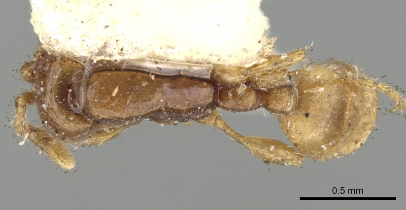 File:Aenictus piercei casent0281961 d 1 high.jpg