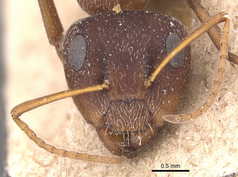 File:Camponotus robecchii casent0905426 h 1 high.jpg