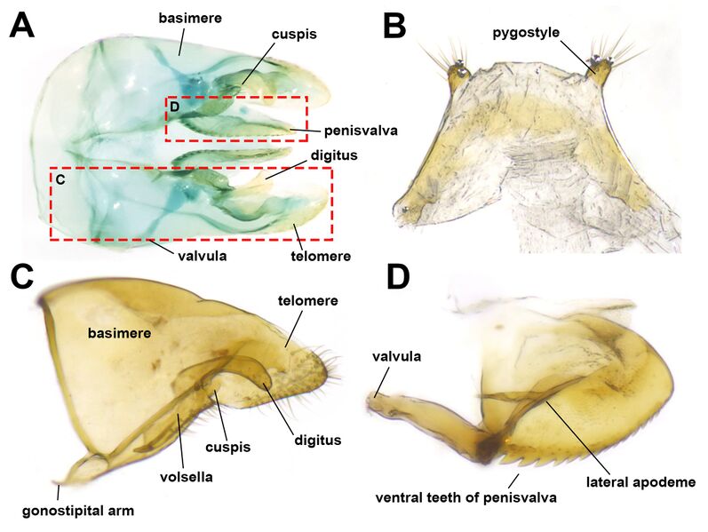 File:Male genitalia terms, Minsoo Dong.jpg