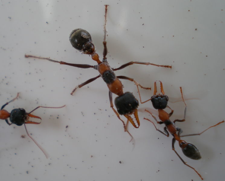 File:Myrmecia nigrocincta BQ.jpg