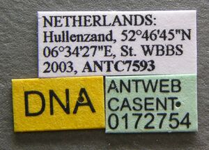 Myrmica lonae casent0172754 label 1.jpg