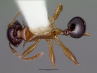 Pheidole tricolor castype06991 dorsal 1.jpg