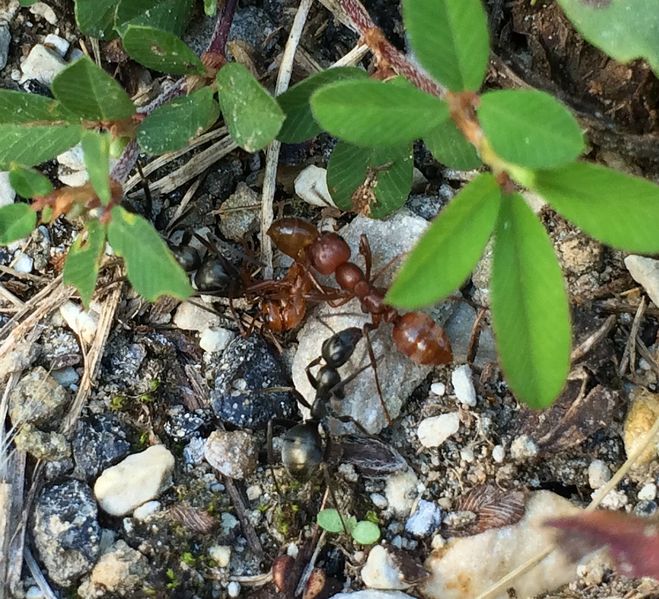 File:Polyergus mexicanus, Formica subsericea host, Formica incerta prey, James Trager, Missouri.jpg