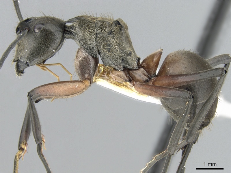 File:Polyrhachis rufofemorata casent0281389 p 1 high.jpg