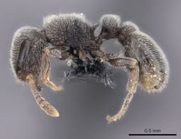 Tetramorium inezulae casent0066901 p 1 high.jpg