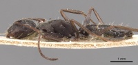 Camponotus inca casent0905481 p 1 high.jpg