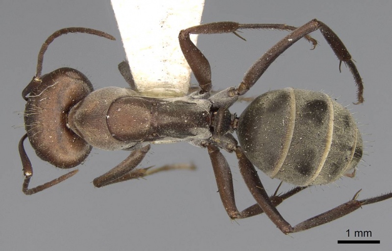 File:Camponotus rufoglaucus casent0906958 d 1 high.jpg