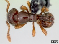 Cryptomyrmex longinodus casent0103517 dorsal 1.jpg