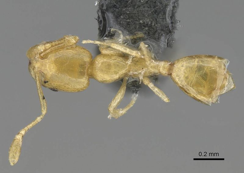 File:Monomorium aeyade casent0922329 d 1 high.jpg