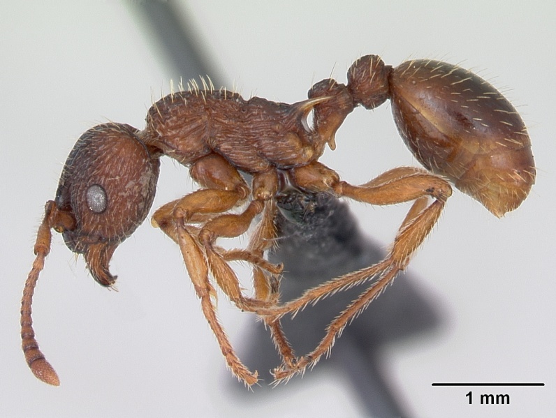 File:Myrmica lonae casent0172752 profile 1.jpg