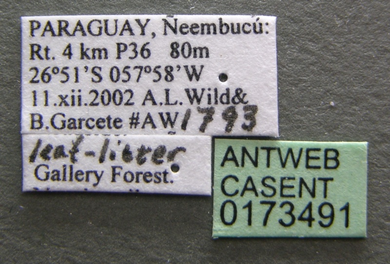 File:Paratrechina fulva casent0173491 label 1.jpg