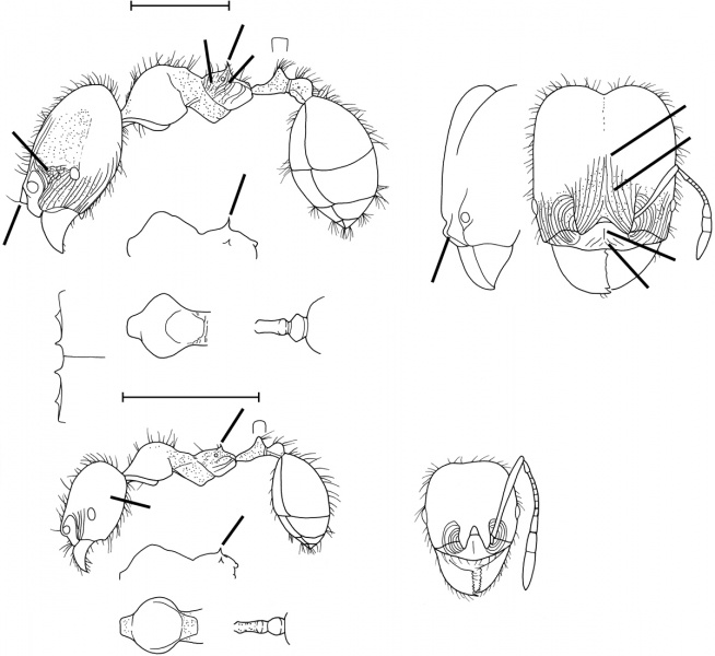 File:Pheidole rhinoceros Wilson 2003.jpg