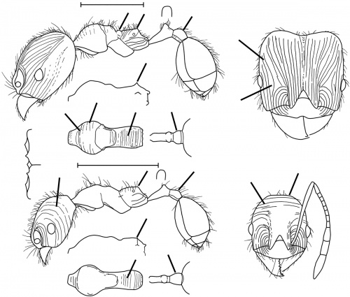 Pheidole riveti Wilson 2003.jpg