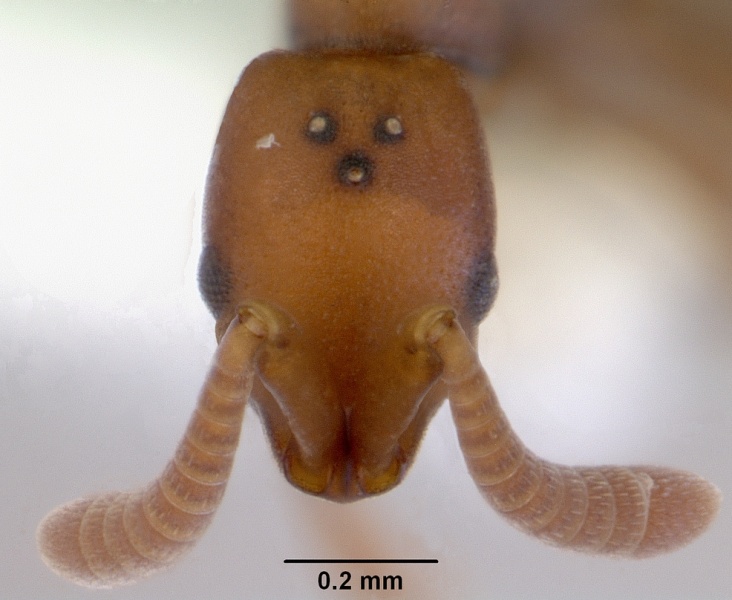 File:Probolomyrmex greavesi casent0172418 head 1.jpg