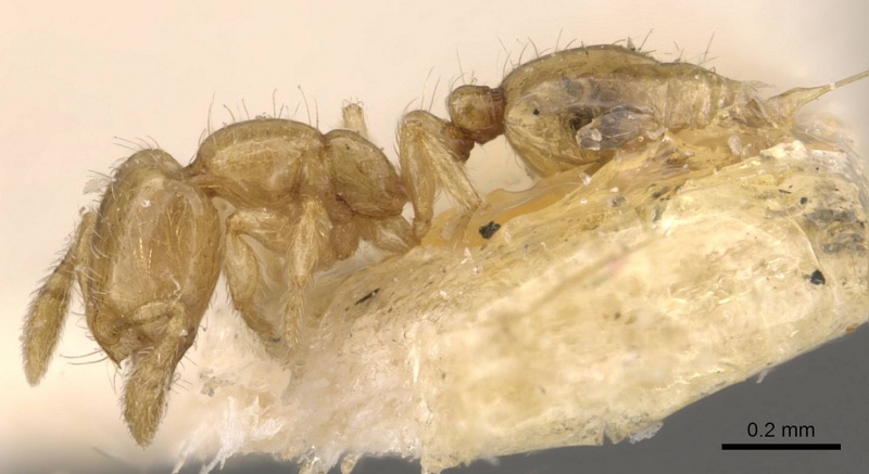 File:Solenopsis marxi casent0908877 p 1 high.jpg