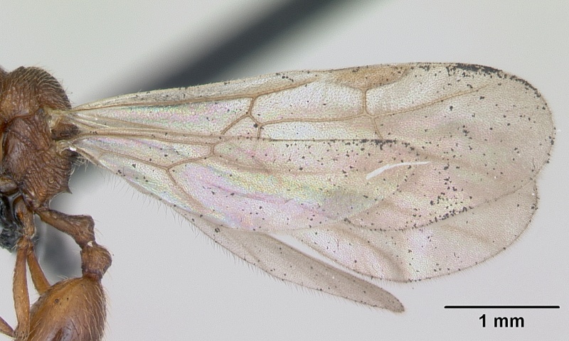 File:Stenamma westwoodii casent0173134 profile 2.jpg