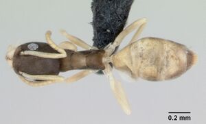 Tapinoma melanocephalum casent0008659 dorsal 1.jpg