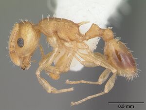 Temnothorax curvispinosus casent0104032 profile 1.jpg