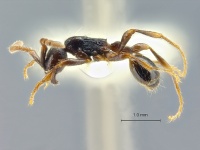 Aenictus-sulawesiensis-lateral-am-lg.jpg