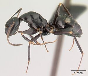 Camponotus quadrimaculatus casent0146549 profile 1.jpg