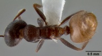 Crematogaster flaviventris casent0193696 d 1 high.jpg