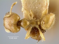 MCZ-ENT00020669 Pheidole rinae subsp incensa had.jpg